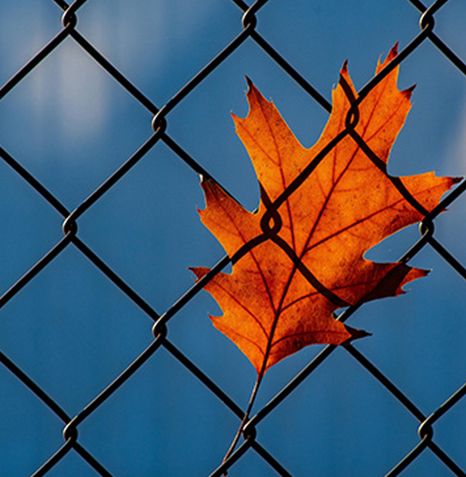 Превосходство проволочной сетки Anping на североамериканском рынке