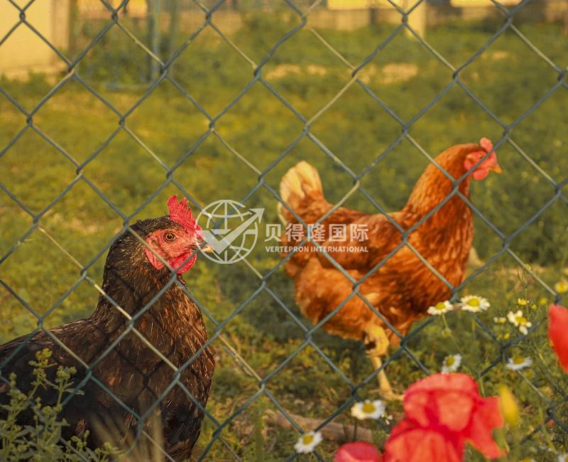 Забор для птицы