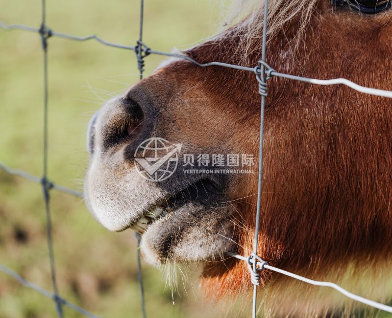 Ограждение для лошадей