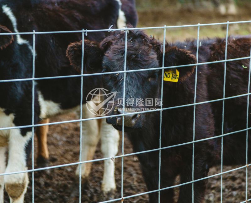 Ограждение для крупного рогатого скота и бизонов