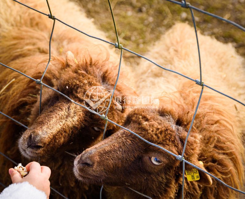 Ограждение для овец и коз