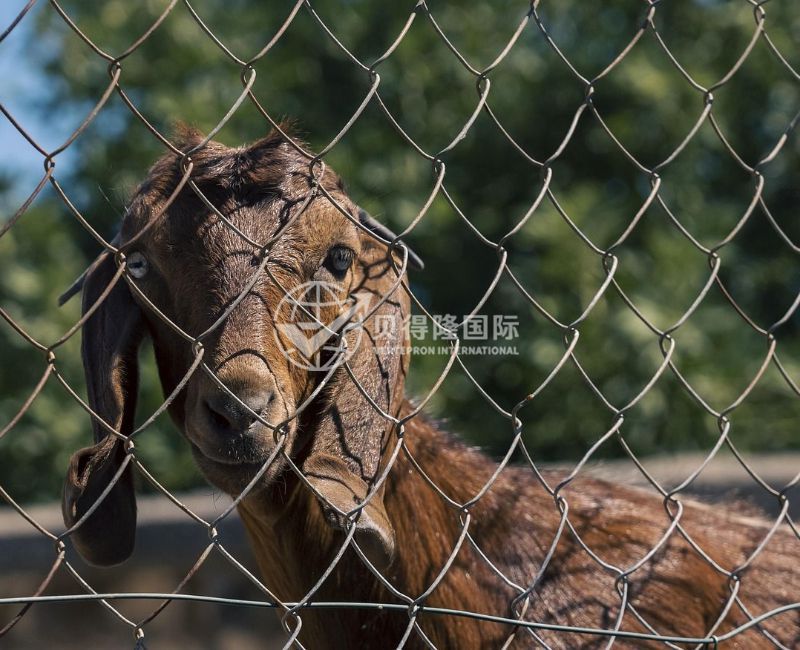 Ограждение для овец и коз